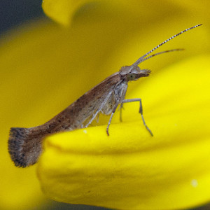 A Diamondback Moth, Plutella xylostella, on California Brittlebush (Encelia californica). Nancy Hamlett.