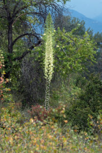 Chaparral Yucca (Hesperoyucca whipplei) blooming the Neck. Nancy Hamlett.