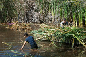 Piling cut cattails into the boat.