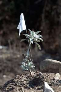 A newly planted White Sage (Salvia apiana).