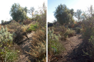 Southeast corner of the trail. Left: Before. Right: After.