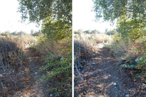 Trail on the east side of the lake. Left: Before. Right: After.