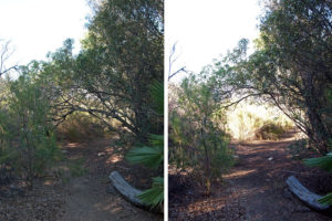 Trail on the west side of the lake. Left: Before. Right: After.