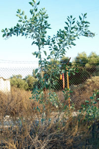 A flourishing Tree Tobacco -- it's no longer there!