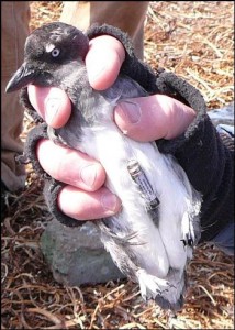 A Cassin\'s auklet carrying a time depth recorder which measures pressure and temperature when it dives for its prey.