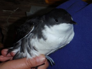 A newly banded murrelet