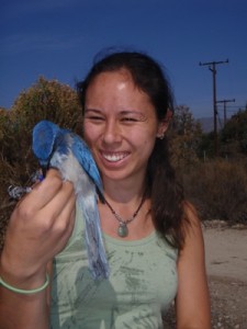 Sabrina\'09 holding a Western scrub jay that she has color banded to observe for her senior thesis project. 