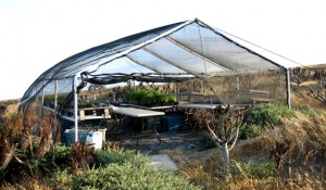 The Santa Barbara greenhouse in May.
