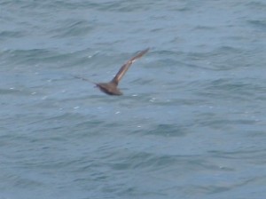 A Sooty Shearwater over the seas