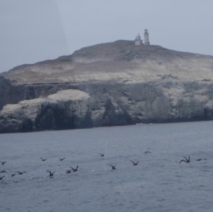 A flock of shearwaters scatters in front of our ship. Anacapa in the background