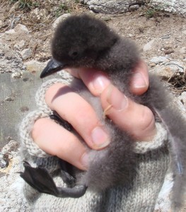 Downy Auklet Chick