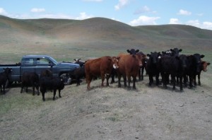 Cows surrounding the truck. Note the cow rubbing its face on the rim.