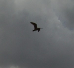 Curlew parent circling overhead (note how HUGE the clouds in Montana are!)
