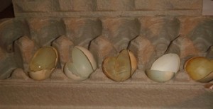 Processed Egg Shells