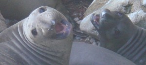 Elephant Seals!