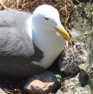 Gull with Chick (on right)