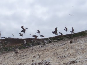Brown Pelicans taking off from Anacapa