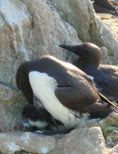 Common Murre With Chick