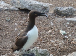 Murre With Fish
