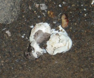 The shell of a hatched murrelet egg
