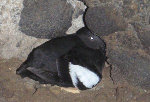 A nesting Pigeon guillemot
