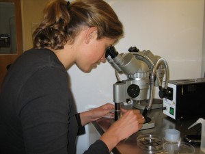 Kristen separates the krill from the rest of the sample before counting and IDing the different krill species. 