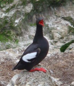 Adult Pigeon Guillemot