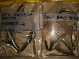 Rhino Fish Samples