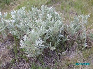 Silver sage--note the pointy, single undivided leaves.