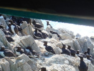 Common murres, viewed from the murre blind.