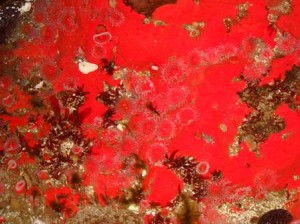 A colony of bright red anemones.  These were common inside jewel cave, and they often came in large mats, giving huge swaths of color to the tidepools.