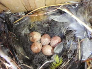5 house wren eggs in a soft bed of feathers