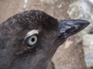 Adult Cassin's Auklet