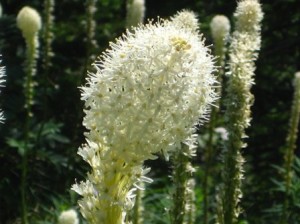 Beargrass. Apparently it is neither eaten by bears nor a grass. The early pioneers just named it this because they sometimes saw bears near it.