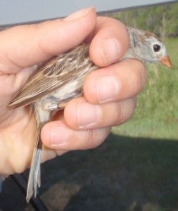 Field sparrow with a band