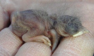 A 2 day old house wren chick with a feather mohawk! 