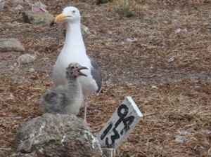 Adult Gull, Gull Chick, and Site Marker