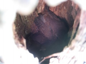 house wren nest with no fewer than five fledglings!