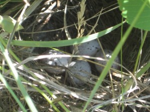 This is the nest of a western meadowlark with four eggs in it. They were still warm when we got there. 