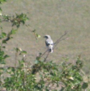 A loggerhead shrike that we saw en route to our site. It was our first sighting of this species, and they are carnivorous birds that immobilize and kill their prey by slamming them onto buffaloberry spikes, fence posts, etc. In fact, the plant it is on is a buffalo berry. It has undergone drastic declines in its abundance. 