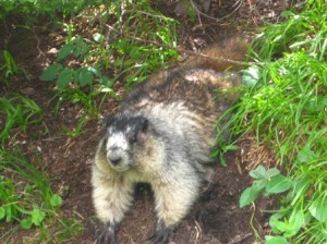 This marmot was extremely habituated to people. It walked right by us, and munched on some veg less than 30 feet away. 