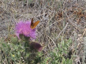 Milk thistle with a butterfly.