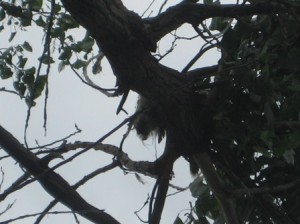 This is a dead porcupine in a tree. 