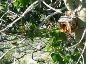 Nest box with rubber snake and wren scolding from branch on the lower left side.