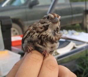 Amy holding our (very ruffled looking) first Song Sparrow catch