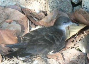 Wedge-tailed shearwater in an exposed nest site