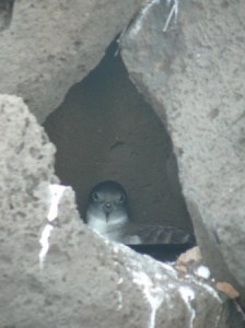 Wedge-tailed shearwater in a rock crevice
