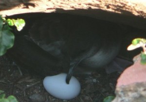 Wedge-tailed shearwater with egg. 