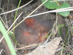 Western meadowlark hatchlings!