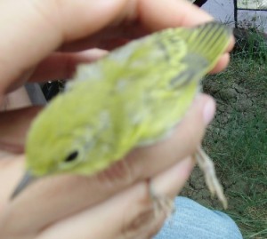 Amy holding a Yellow Warbler.